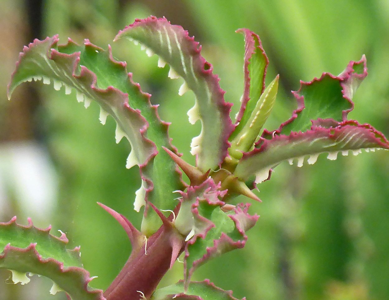 Эуфорбия монадениум Ричи