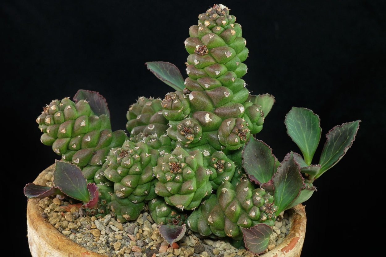 Суккулент Monadenium ritchiei