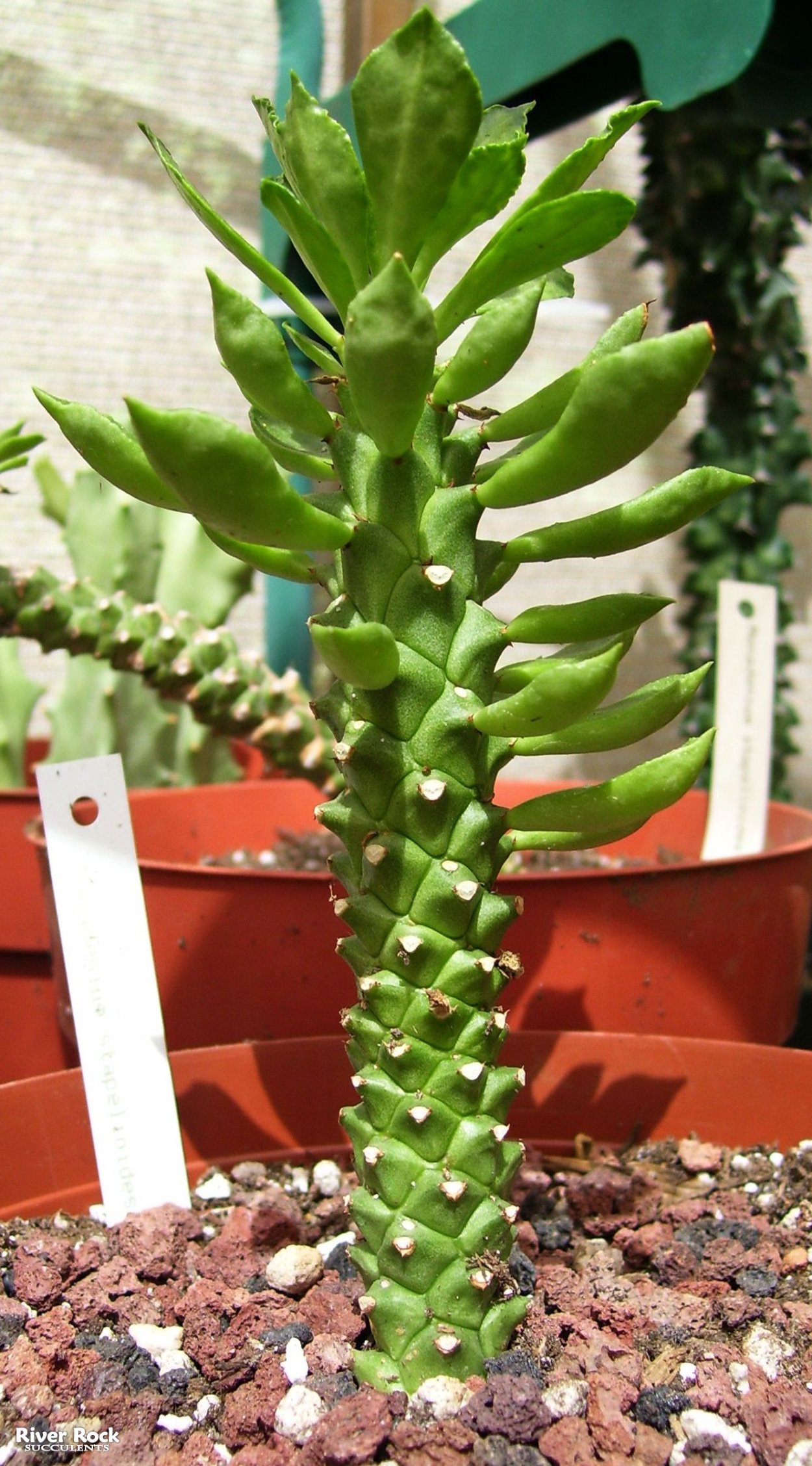 Monadenium ellenbeckii