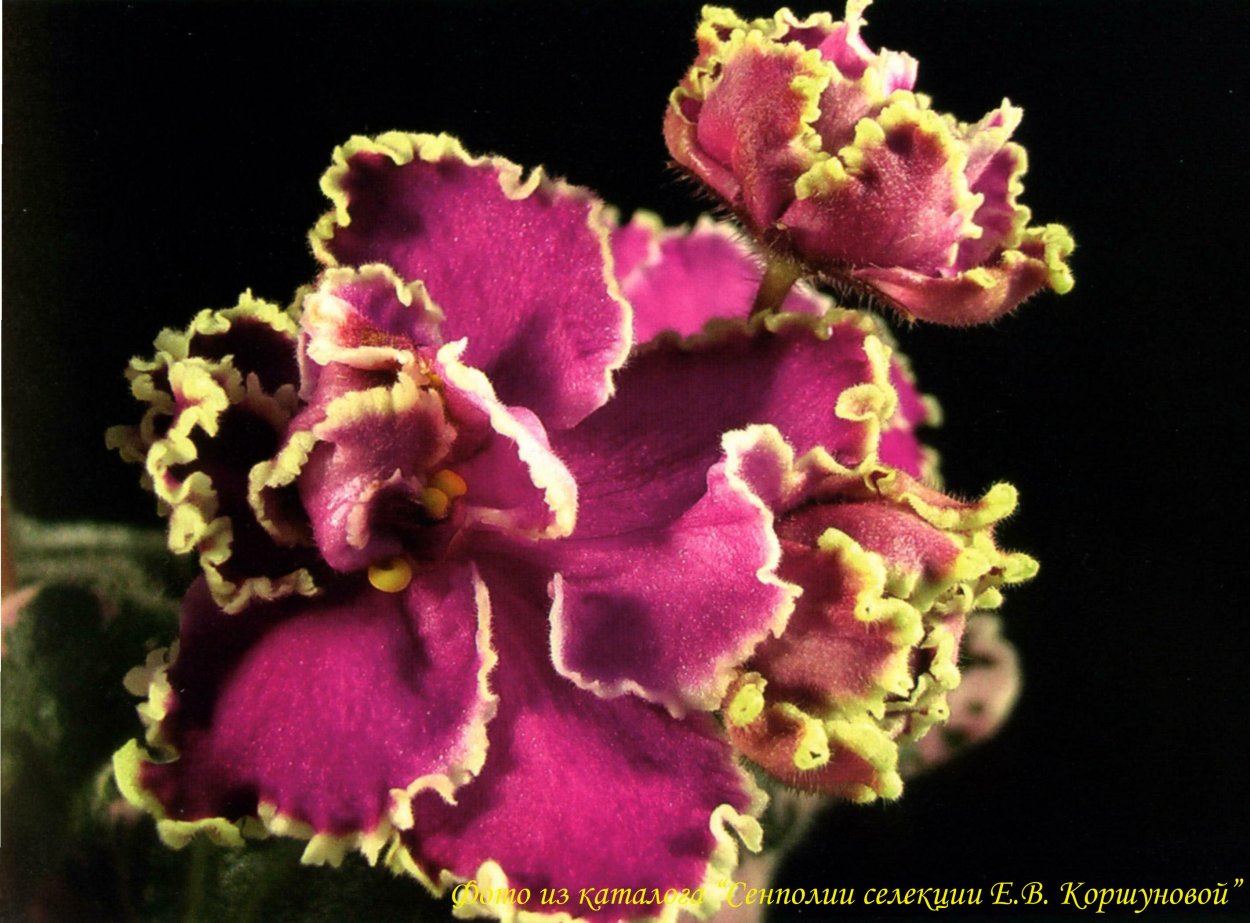 Фиалка ЕК-вальс цветов