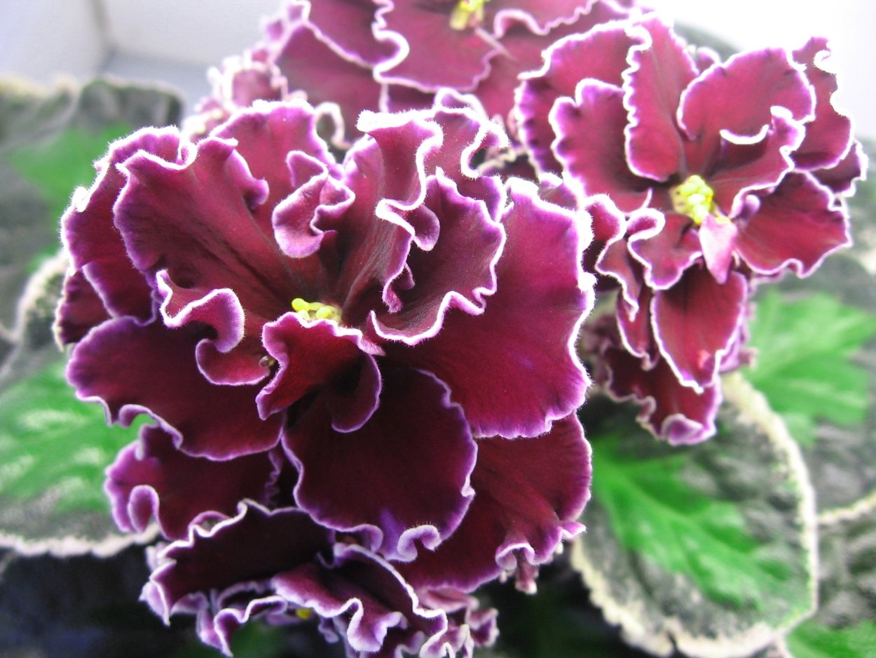 Сенполия тайное желание