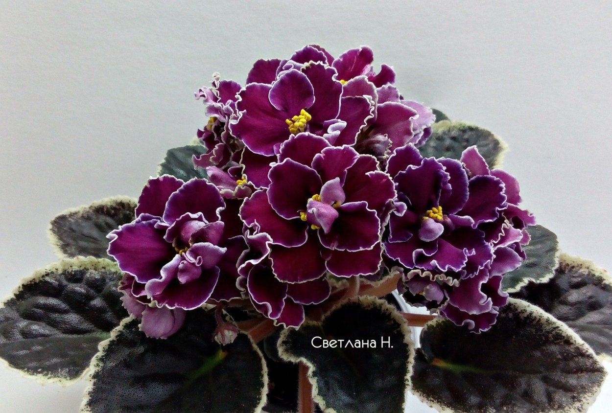 Фиалка Risen Star