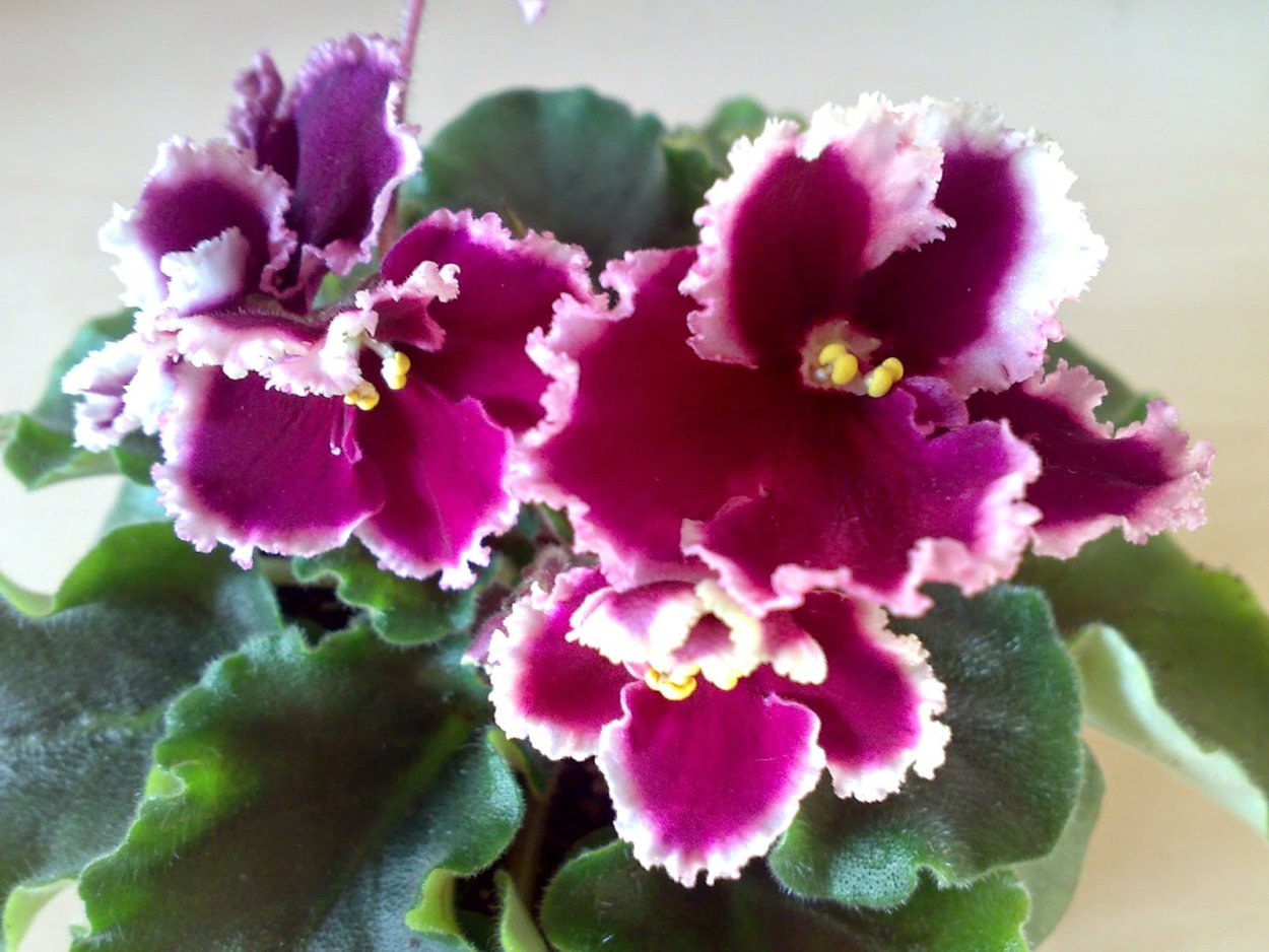 Фиалка РМ Антония