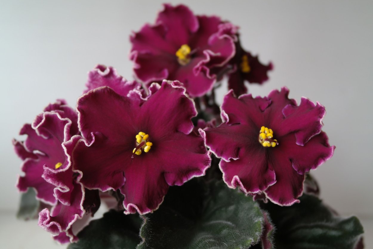 Фиалка бордовые звезды