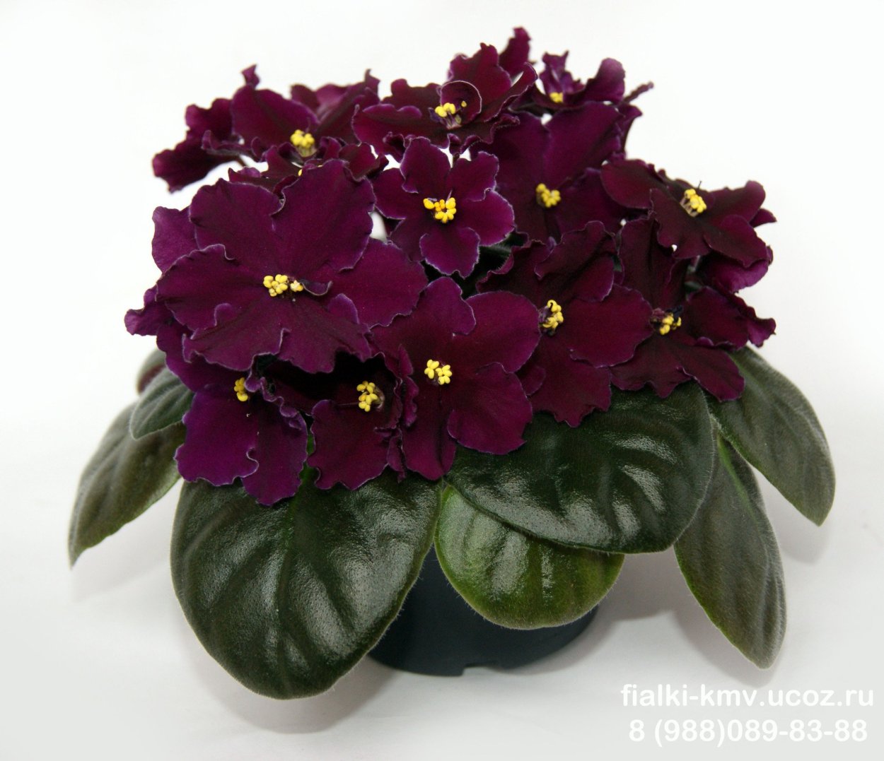 Сорт фиалки Buckeye seductress