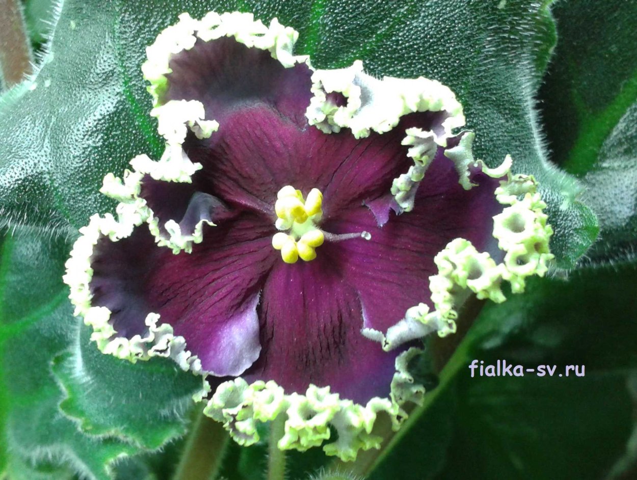 Фиалка Дон Жуан