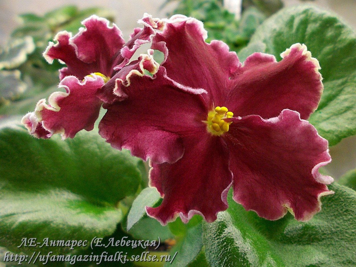 Фиалка ЕК магия любви