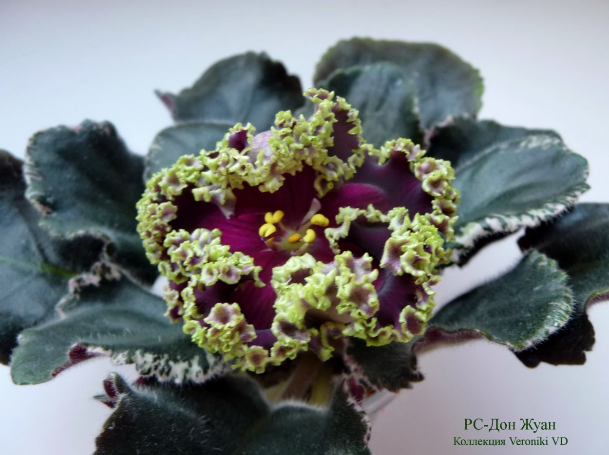 РС Дон Жуан фиалка