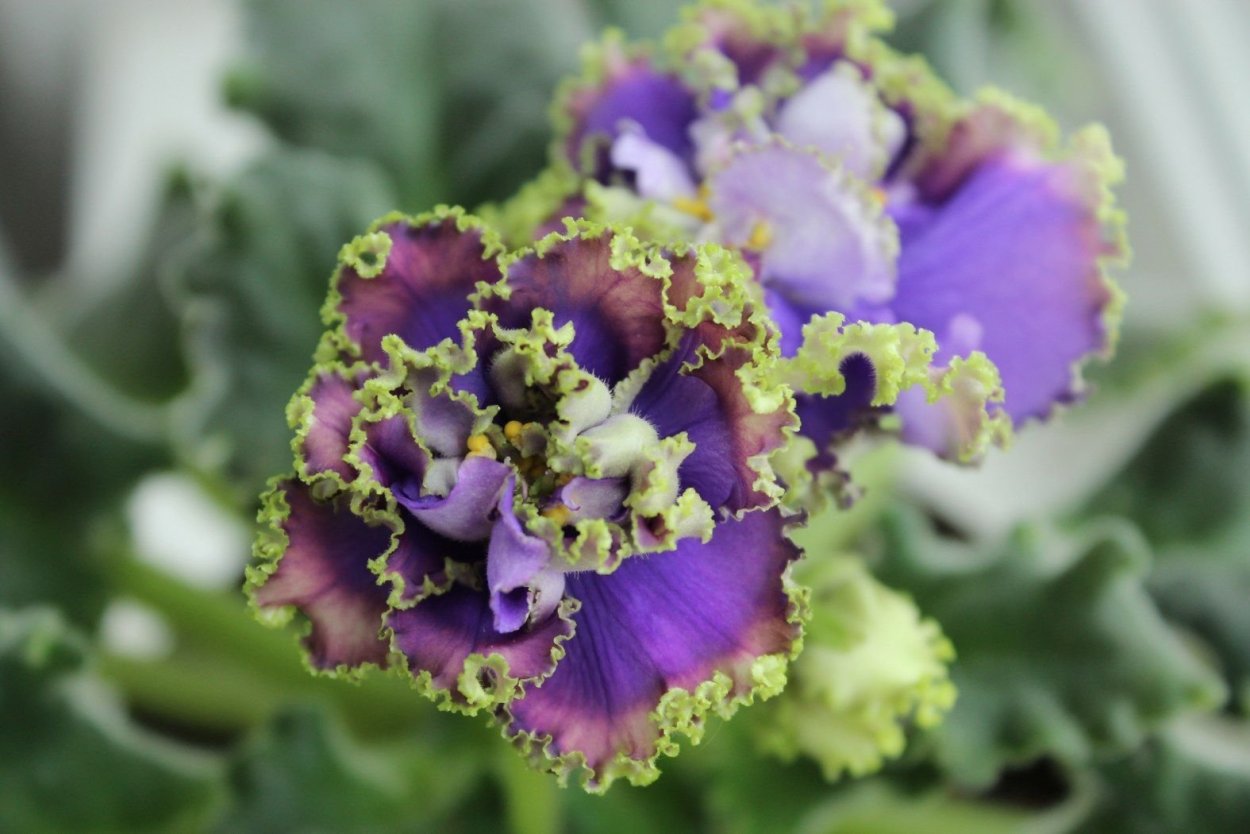 Фиалка Королевская роскошь