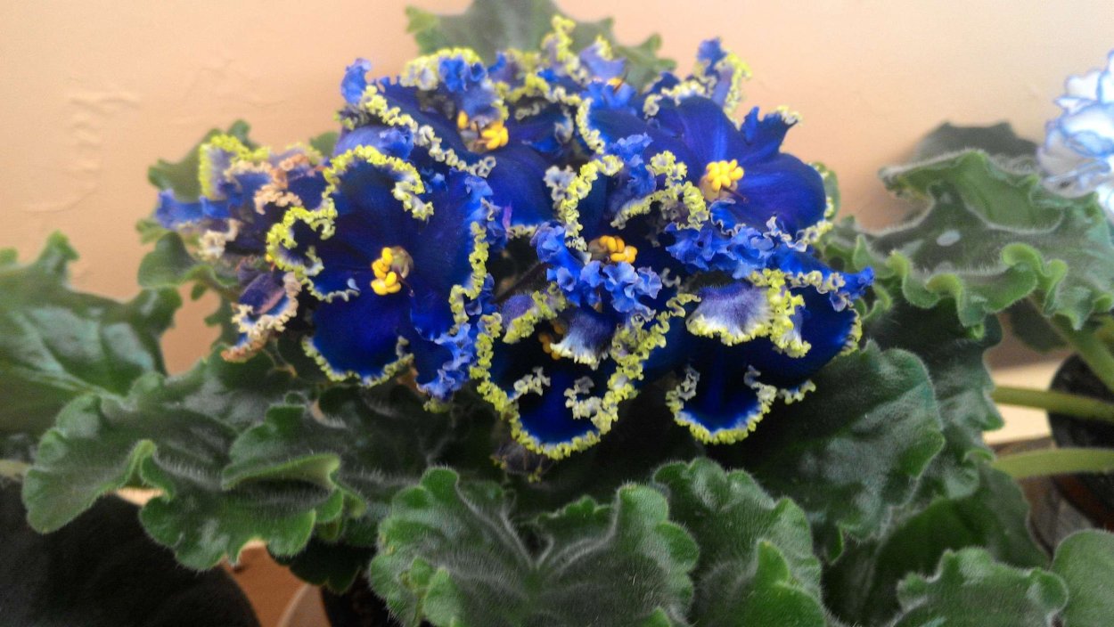 Сорт фиалки Ле маджента