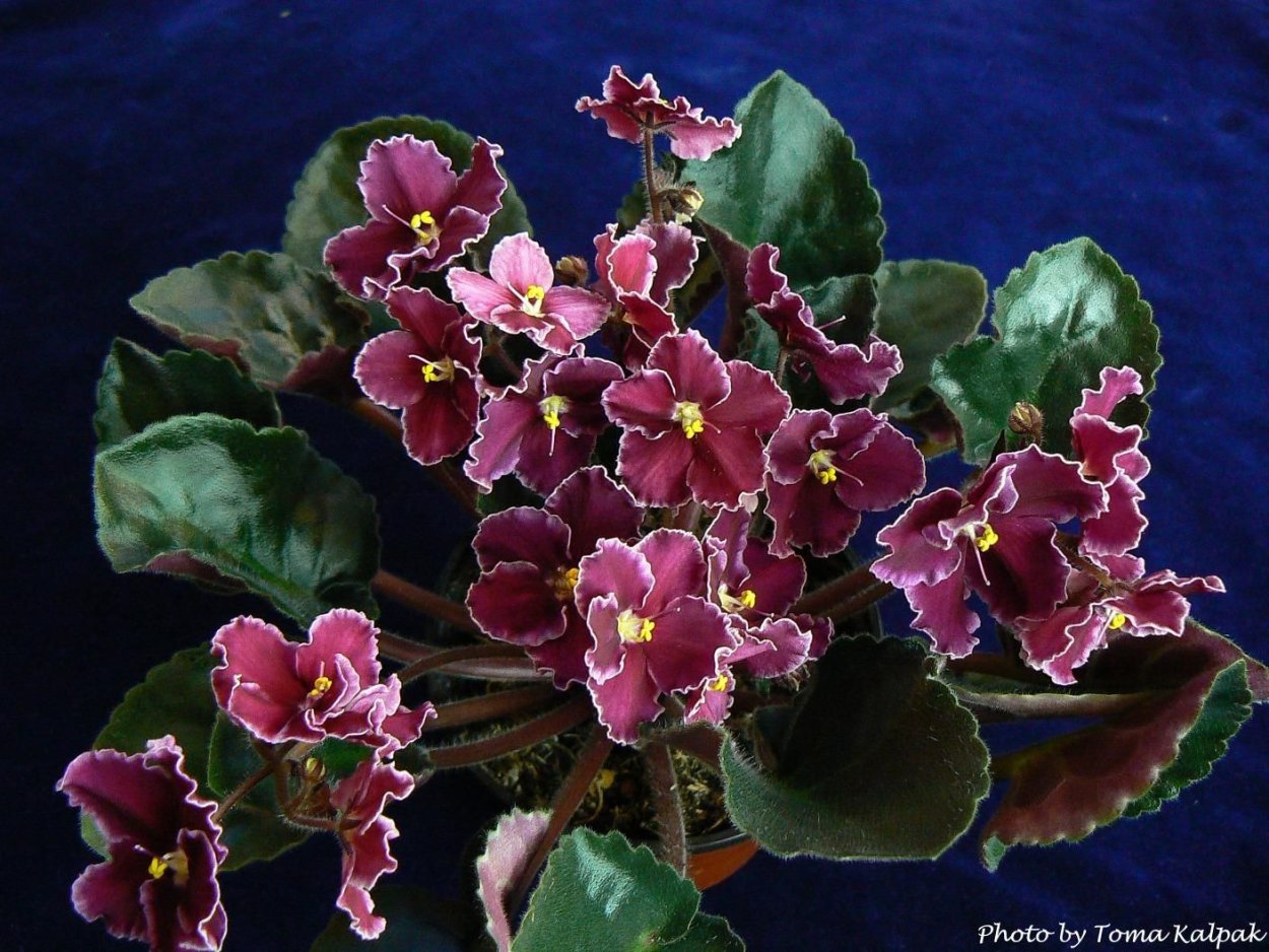 Фиалка (сенполия) бордовая d10