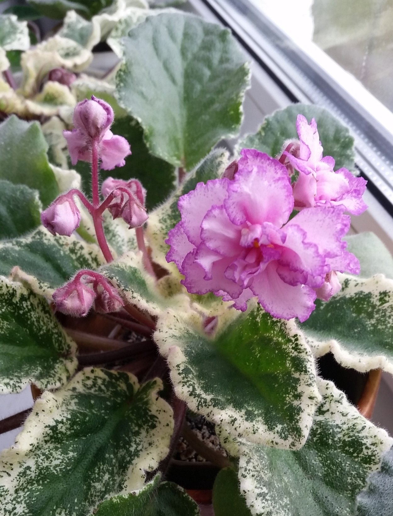 Сорт фиалки Людовик