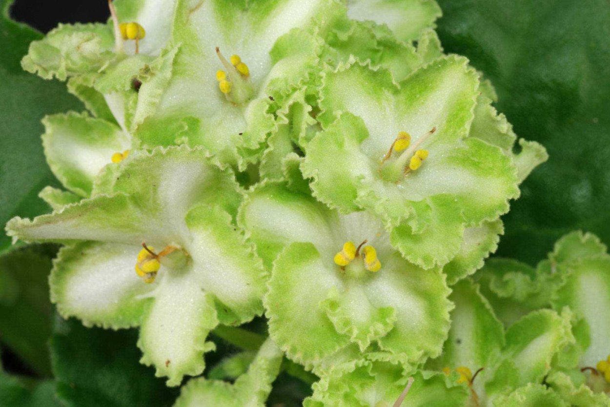 Фиалка РМ Визави