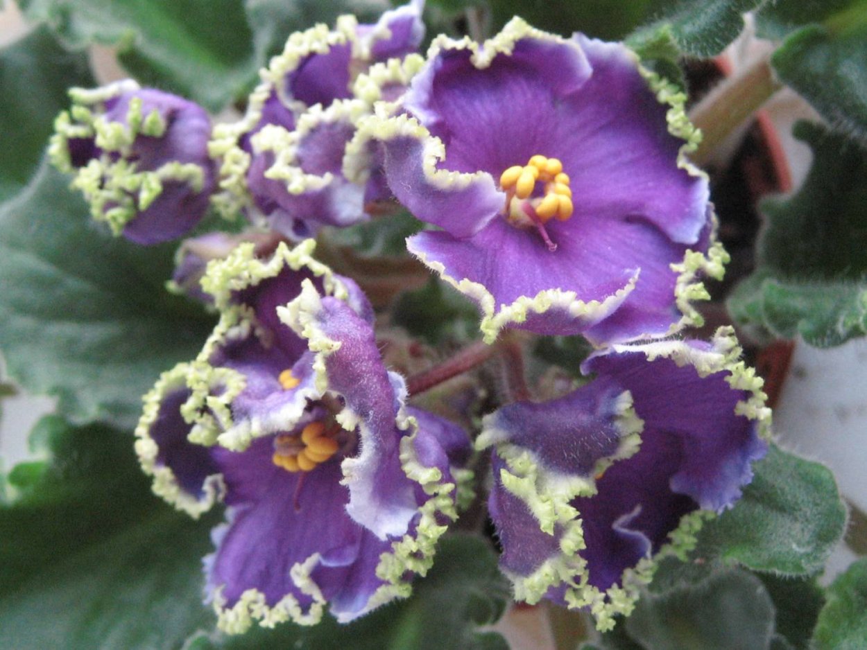 Ле-Polkagris фиалка