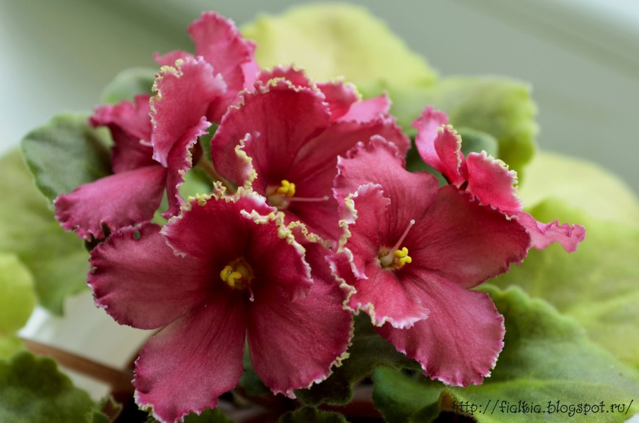 Фиалка малиновая с белой каймой