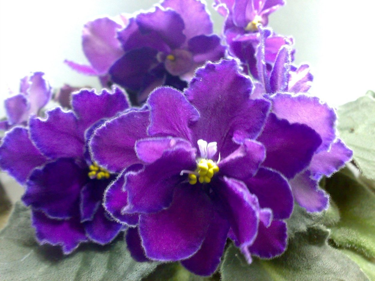 Бордовая фиалка фиалка узамбарская