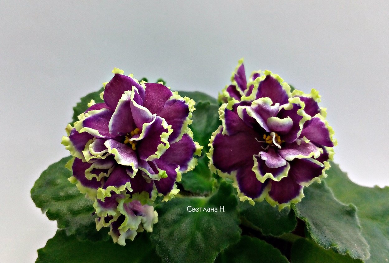 Фиалка летняя ночь Морев