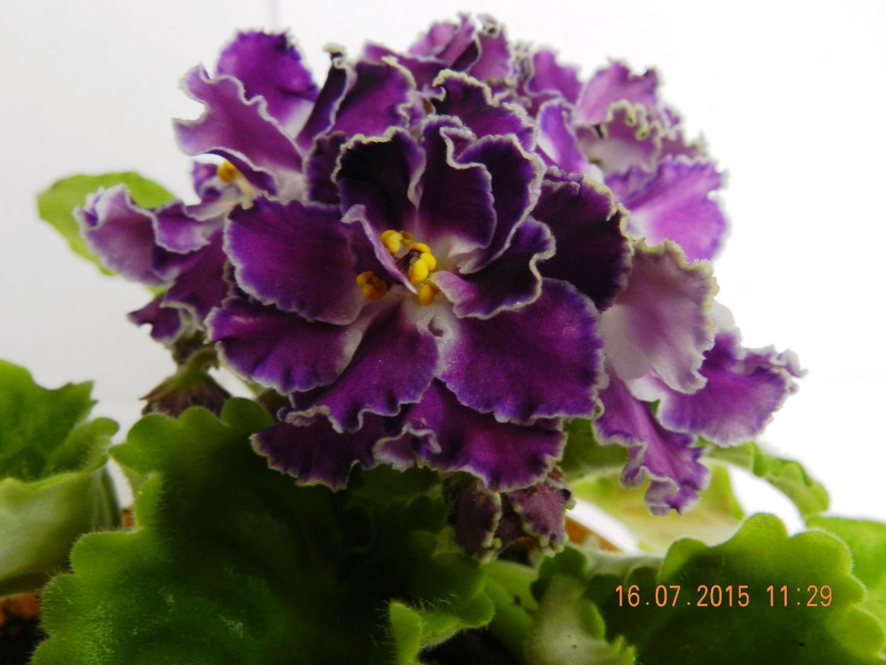 Фиалка РС Дон Жуан Люкс