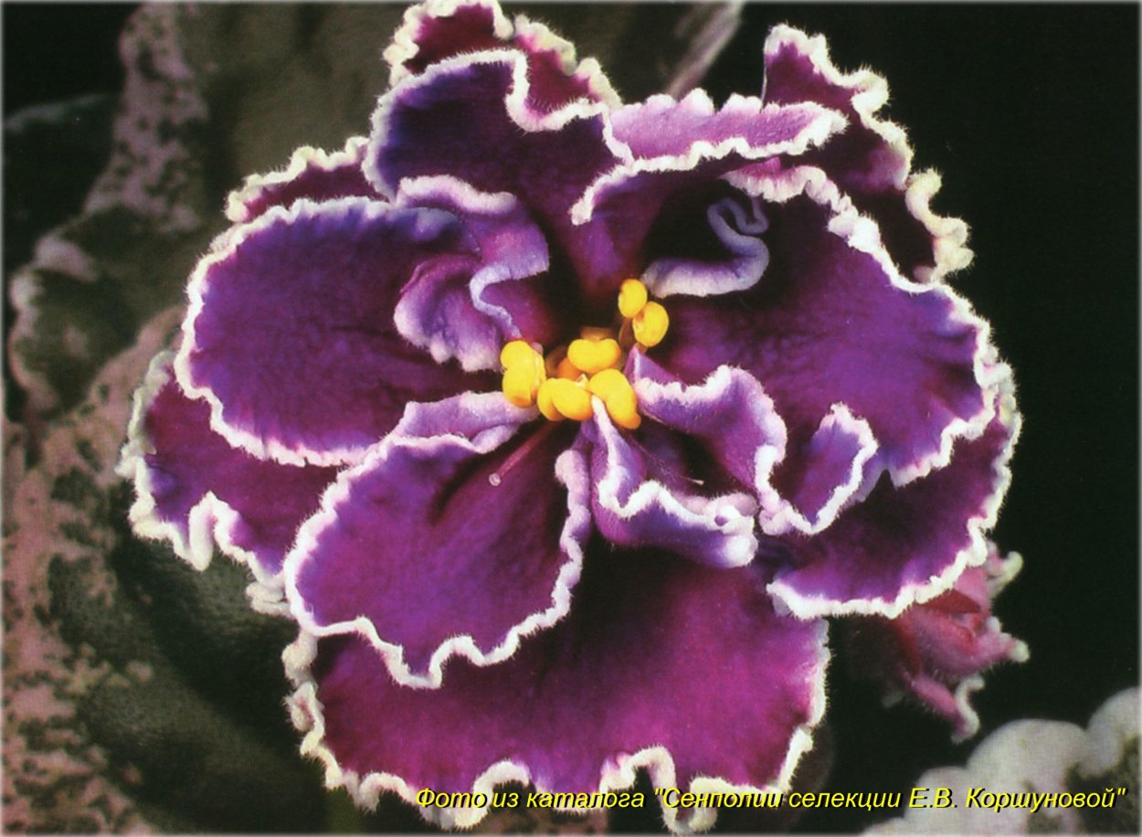 Фиалка РМ Маргарита Наваррская