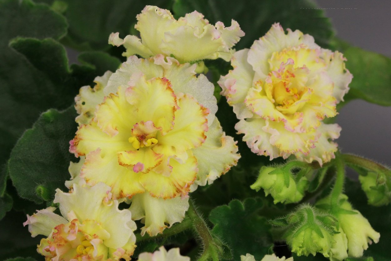 Фиалки Тюмень Елена Абрамова