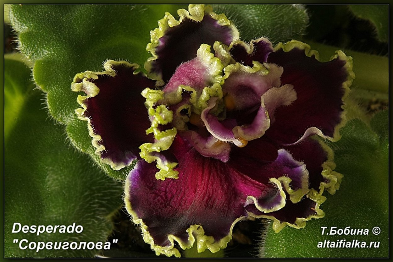 Фиалка Десперадо