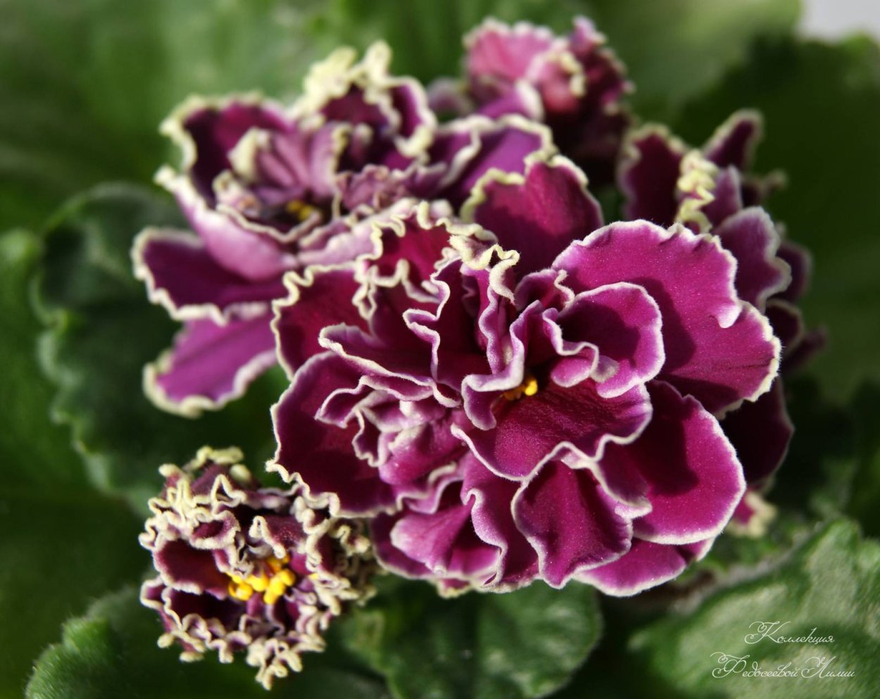 Бордовая фиалка фиалка узамбарская