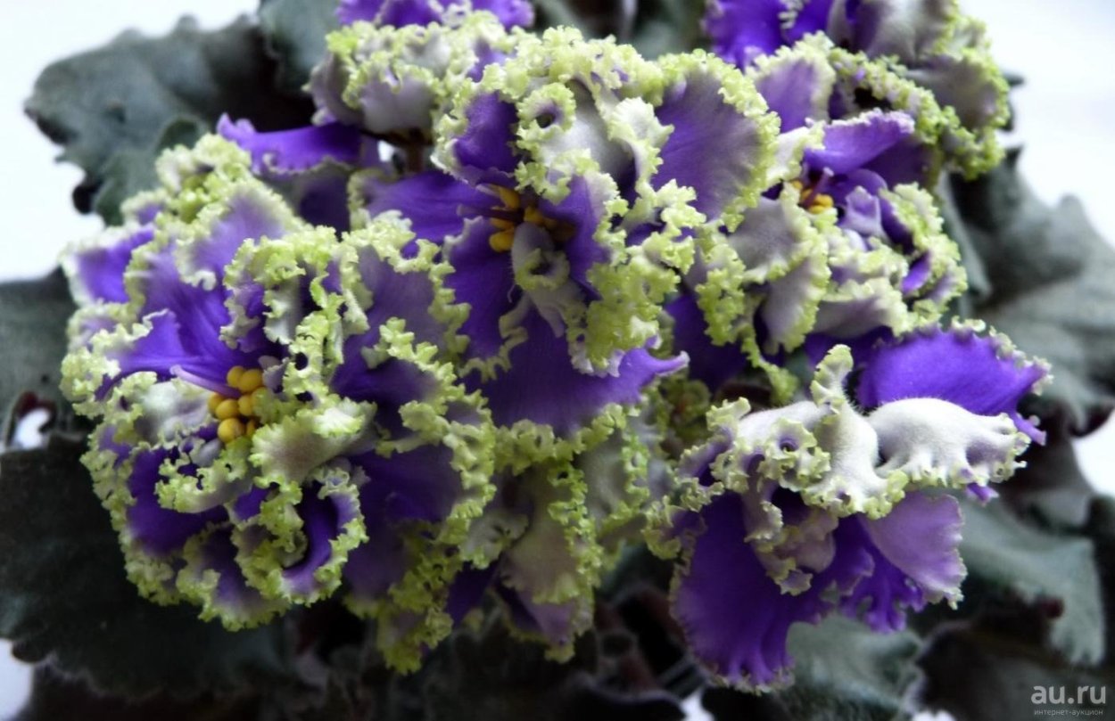 Фиалка Дейзи Гарвей