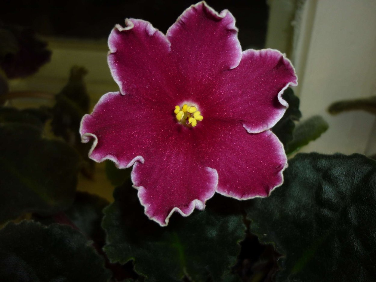 Фиалка РС танец огня