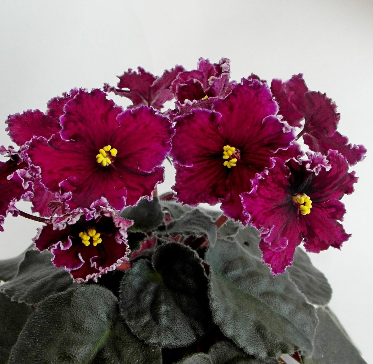 Фиалка Ruffled Skies 2