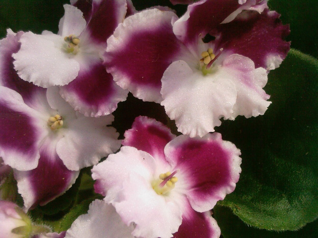 Фиалка Тибет