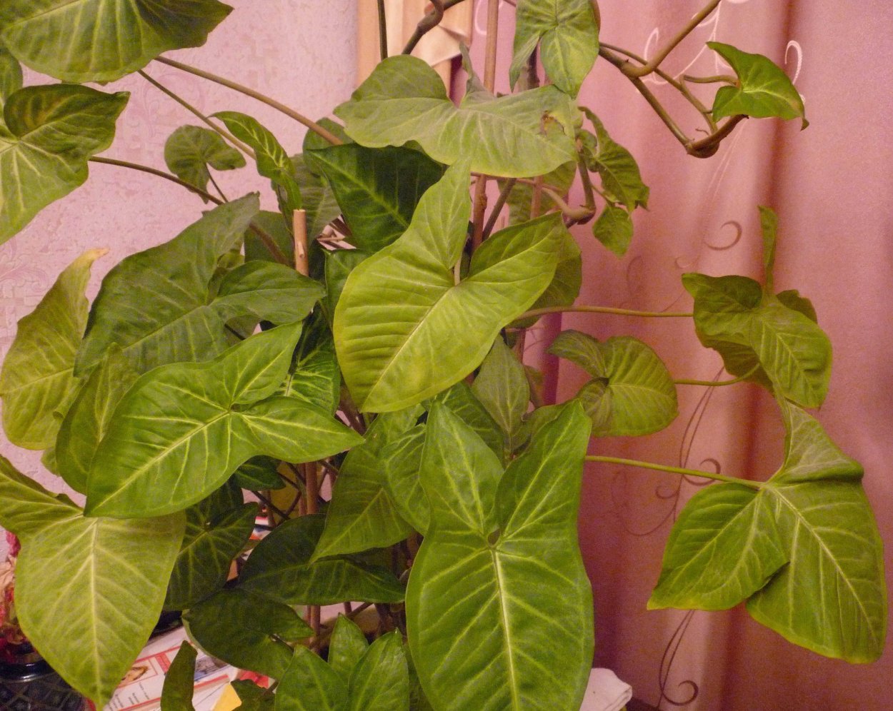 Сингониум Syngonium podophyllum