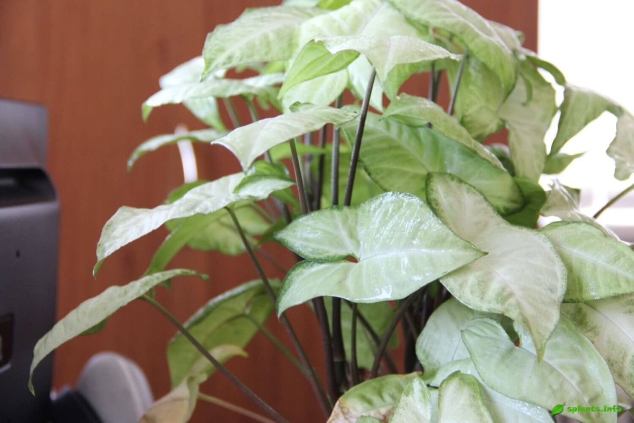 Сингониум мелколистный