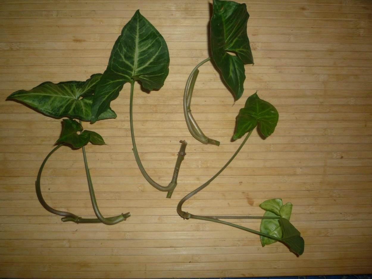 Сингониум ножколистный