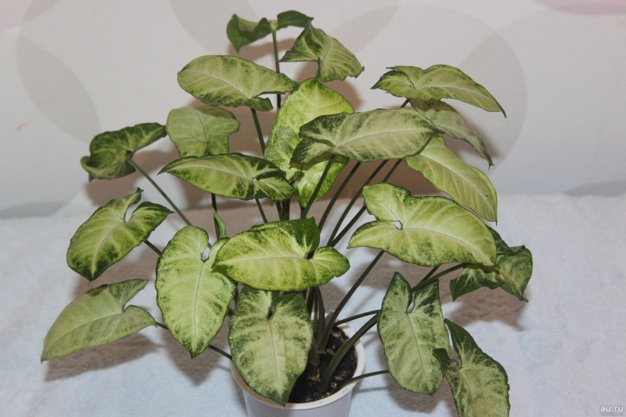 Сингониум ножколистный