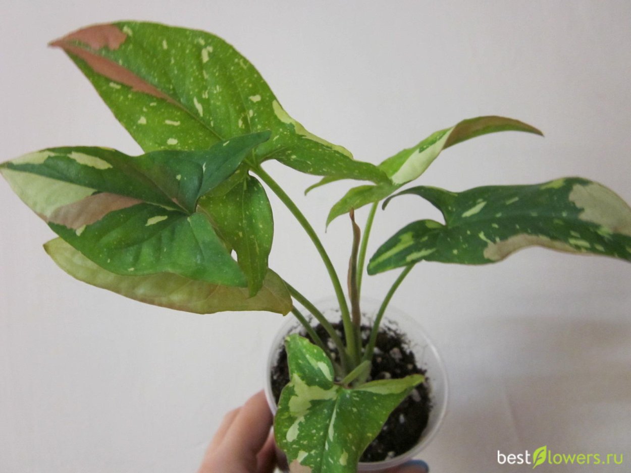 Сингониум Мотлед Эрроу