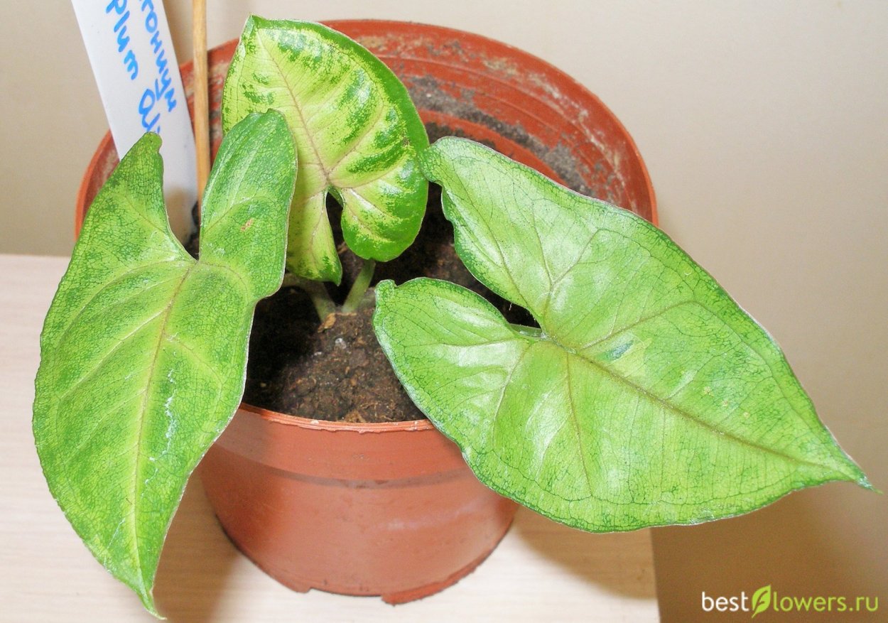 Сингониум Лиана трехпалый