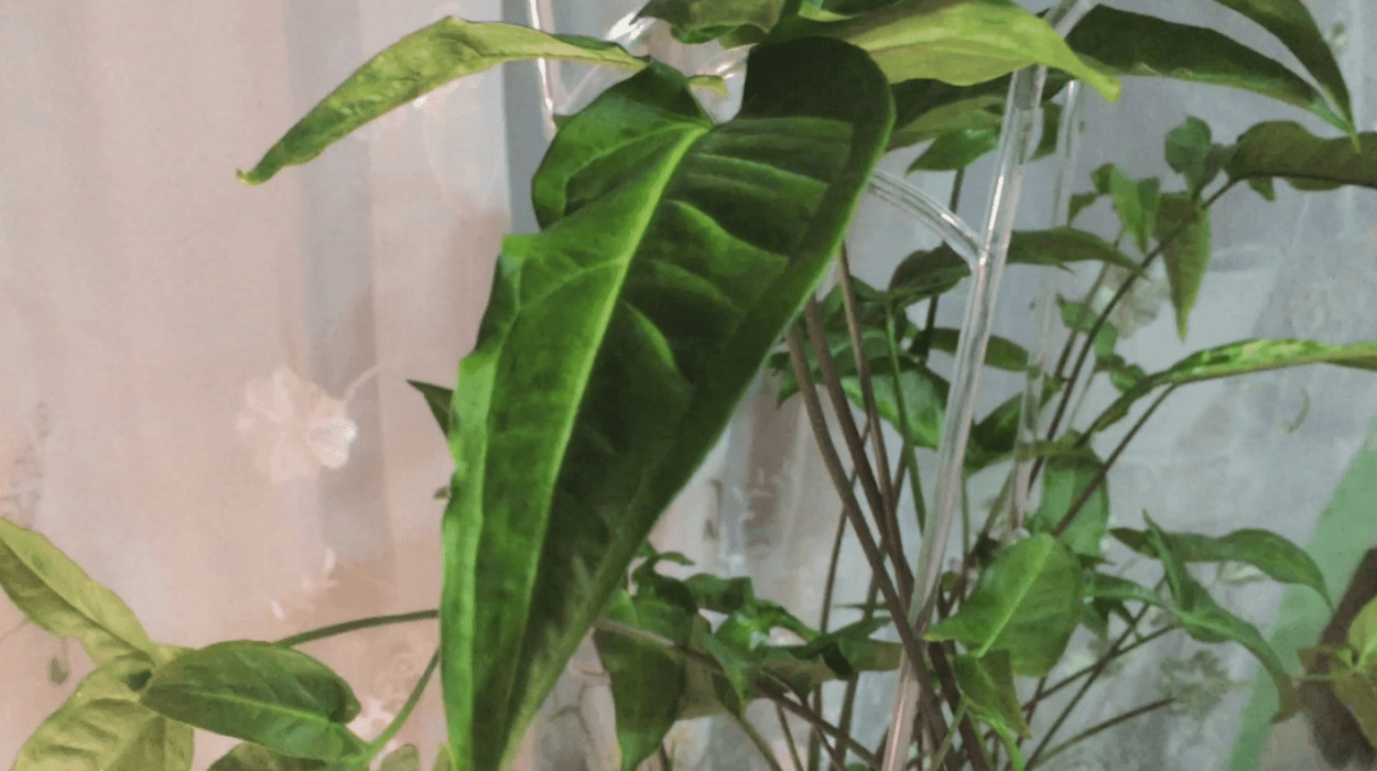 Сингониум ножколистный Лиана