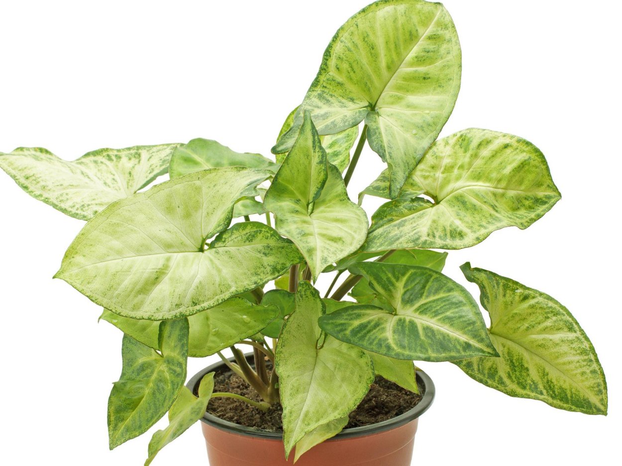 Сингониум название сорта