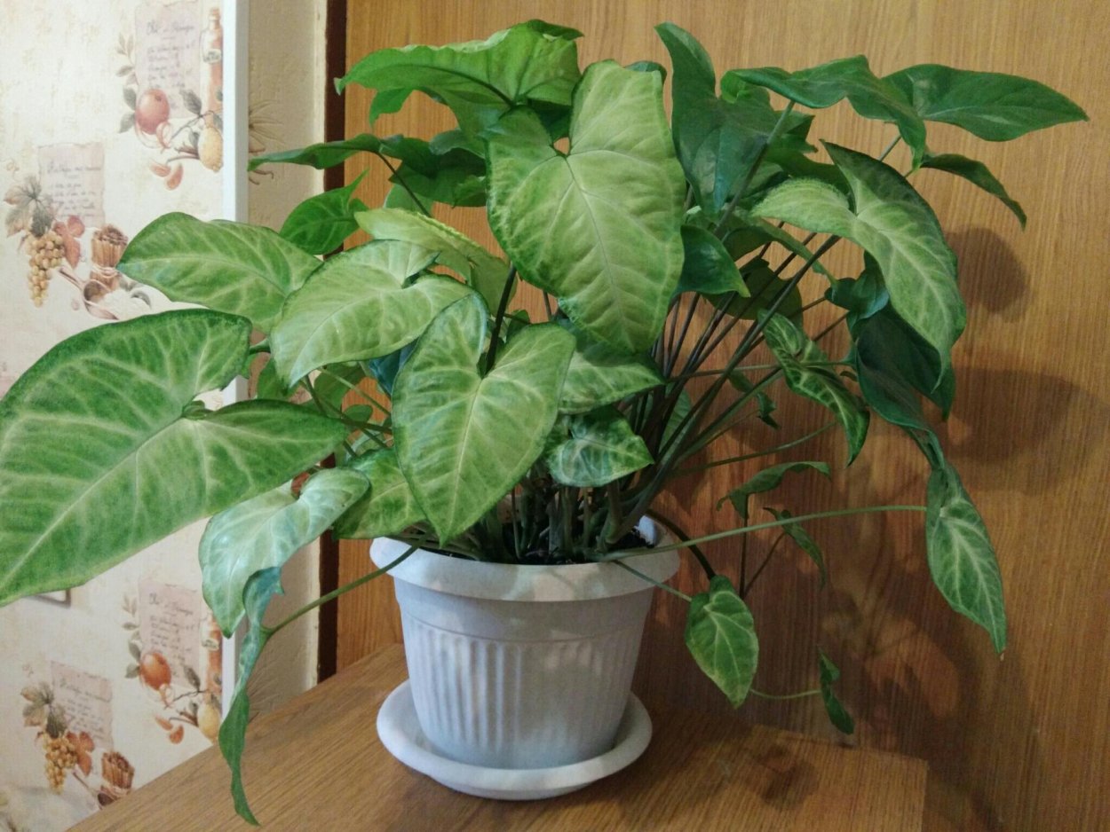 Сингониум Вьюн