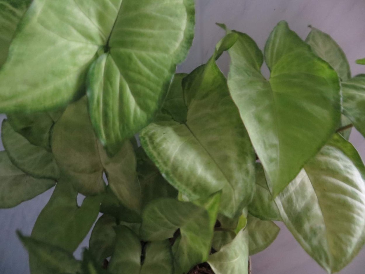 Сингониум ножколистный