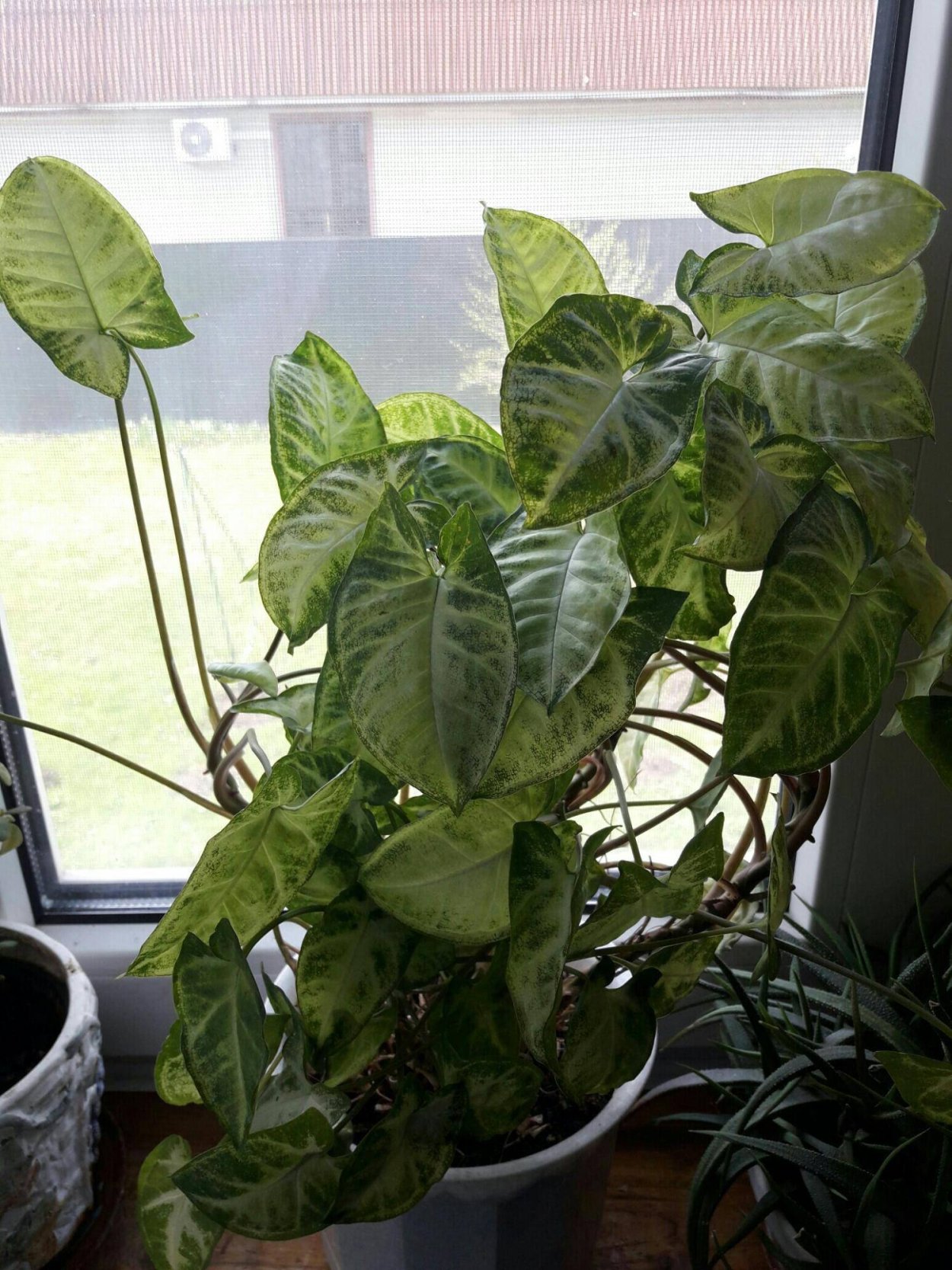 Сингониум Подофиллум