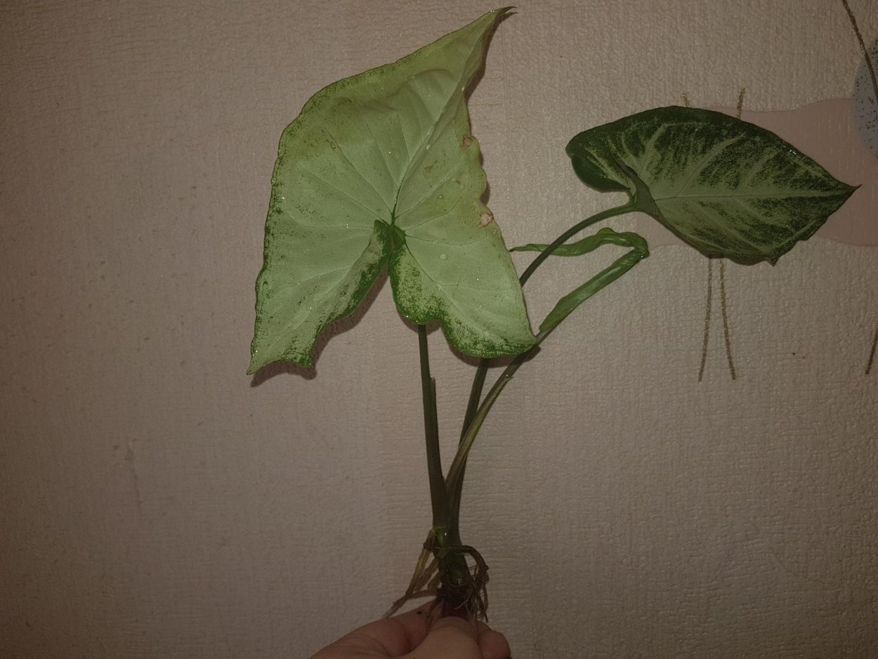 Сингониум Лиана