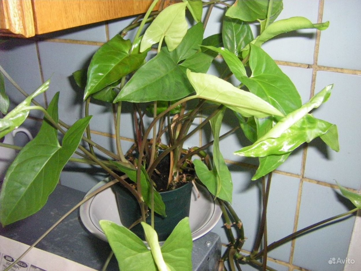 Сингониум Пикси