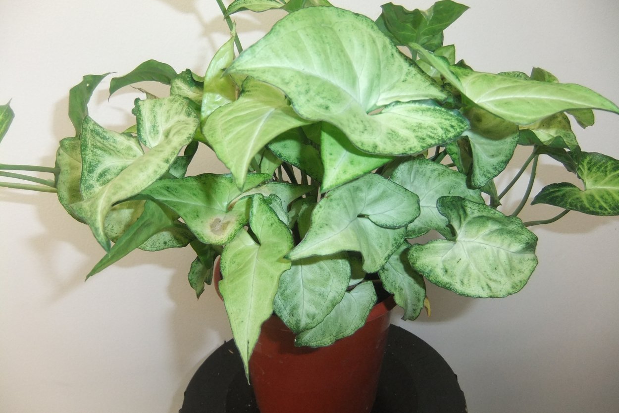 Сингониум ушковидный