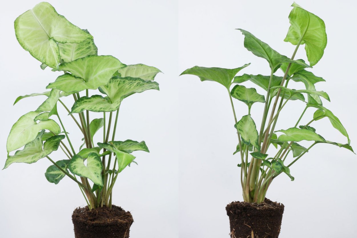 Сингониум Альба