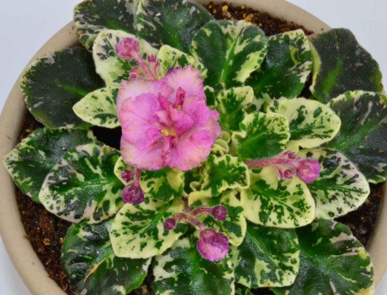 Сенполия вариегатная