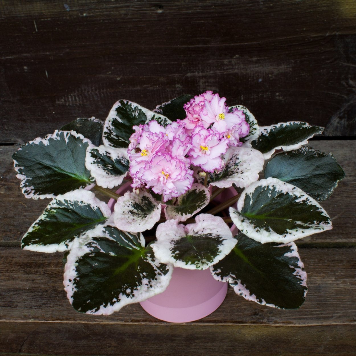 Сенполия Элизабет