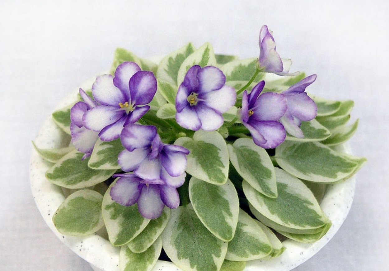 Химера Rob's Lucky Penny