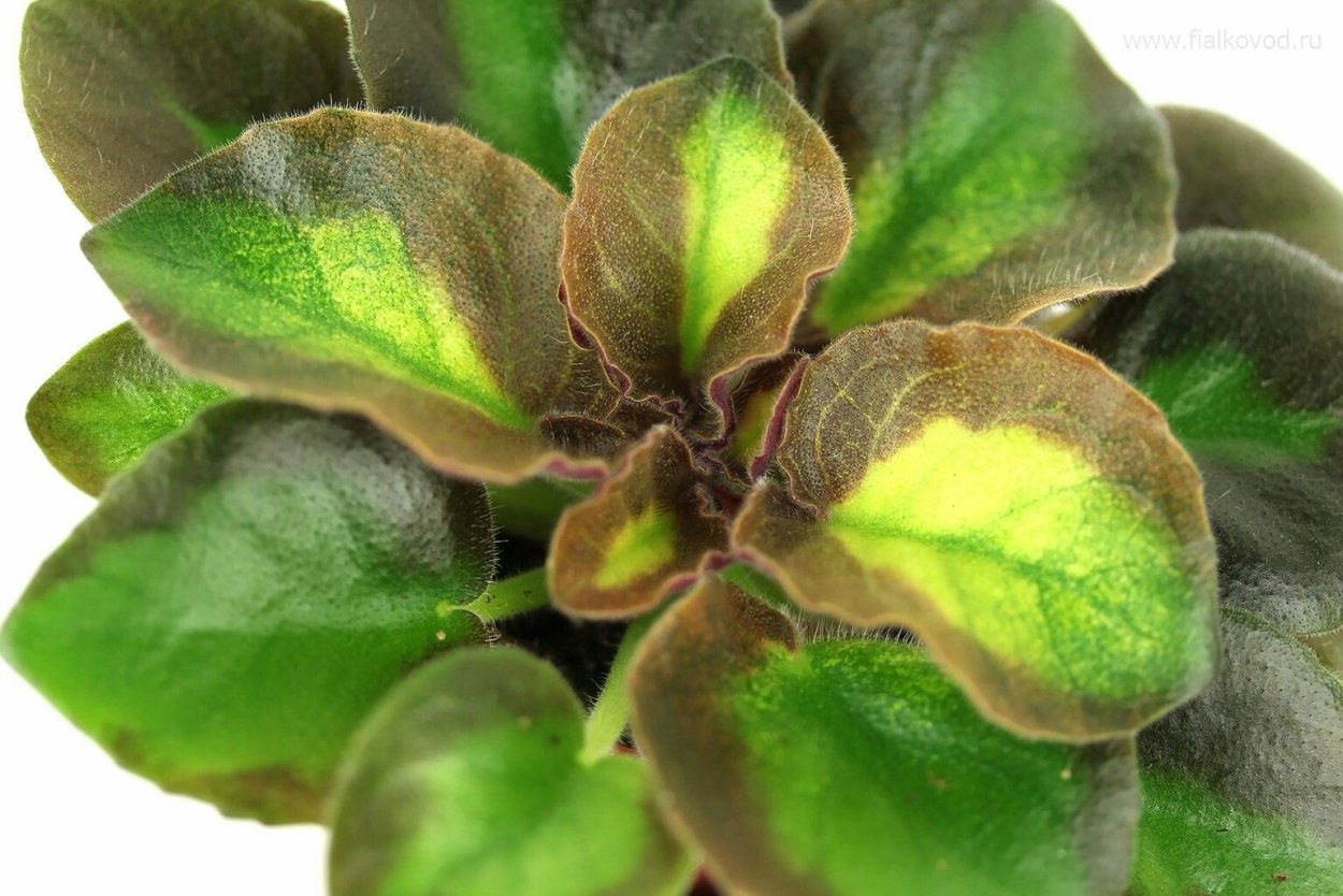 АВ Петергоф фиалка