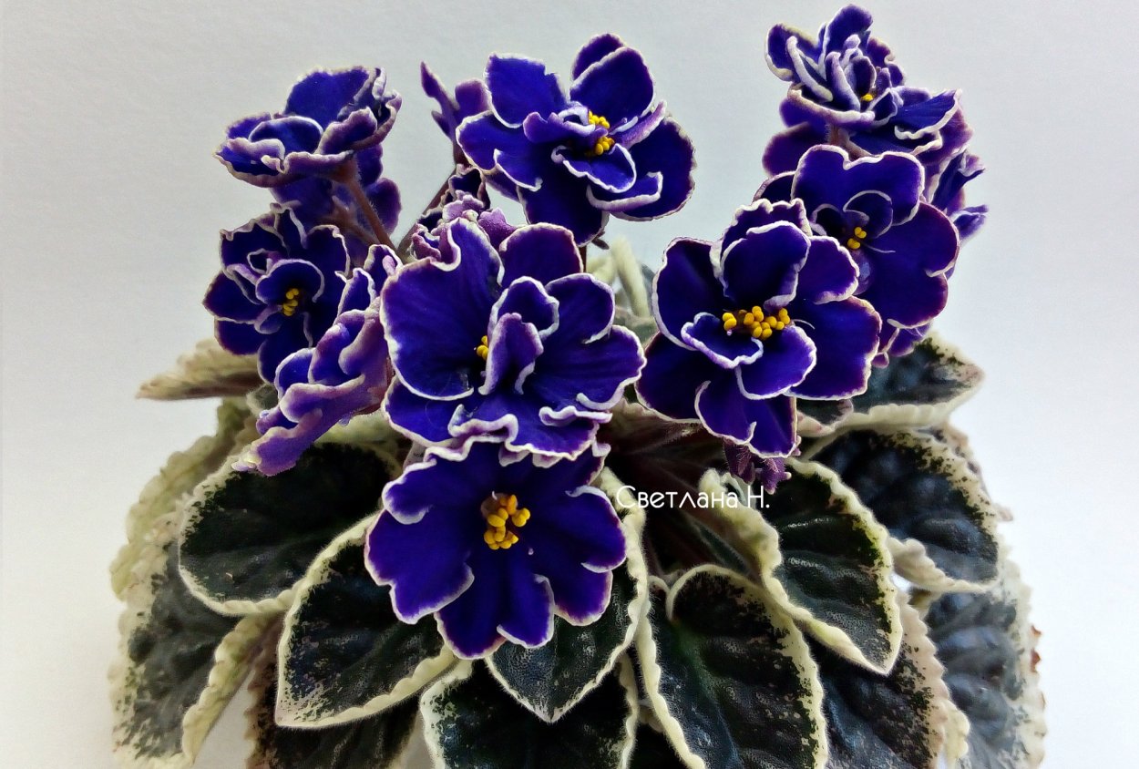 Сенполия Ле Алькор